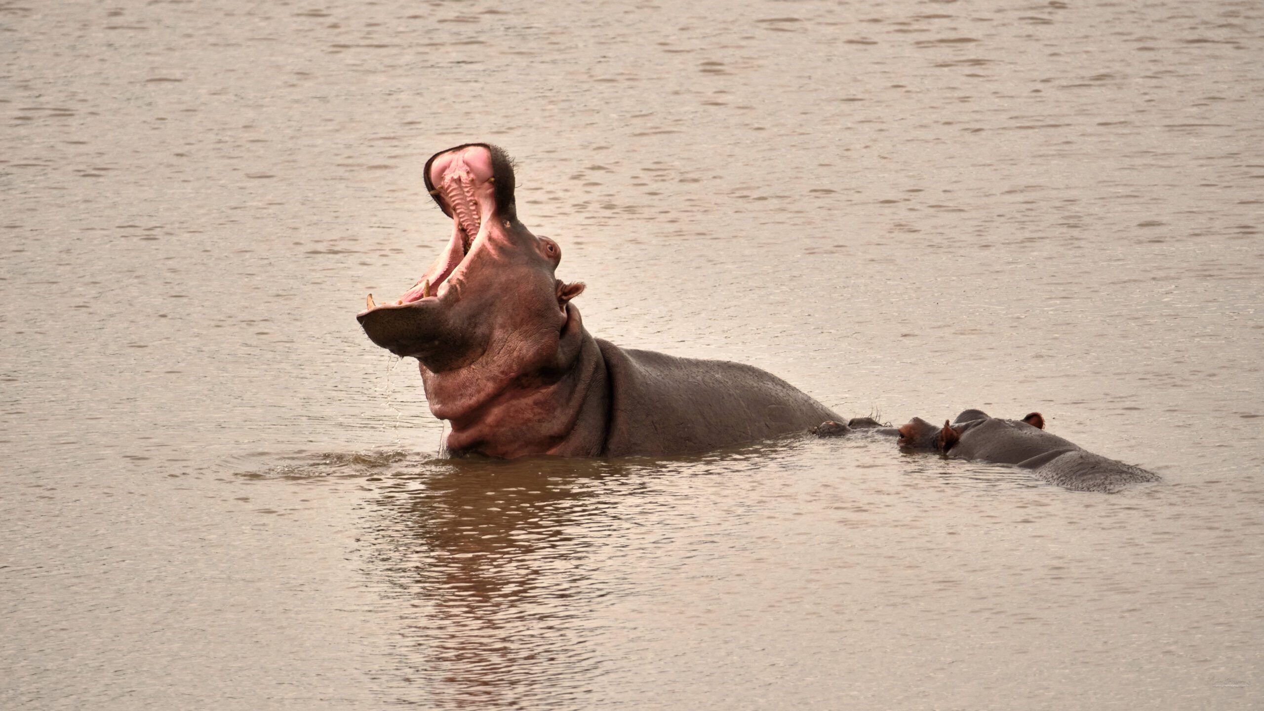 Voyage Afrique du Sud - Hippopotame bouche ouverte dans l'eau