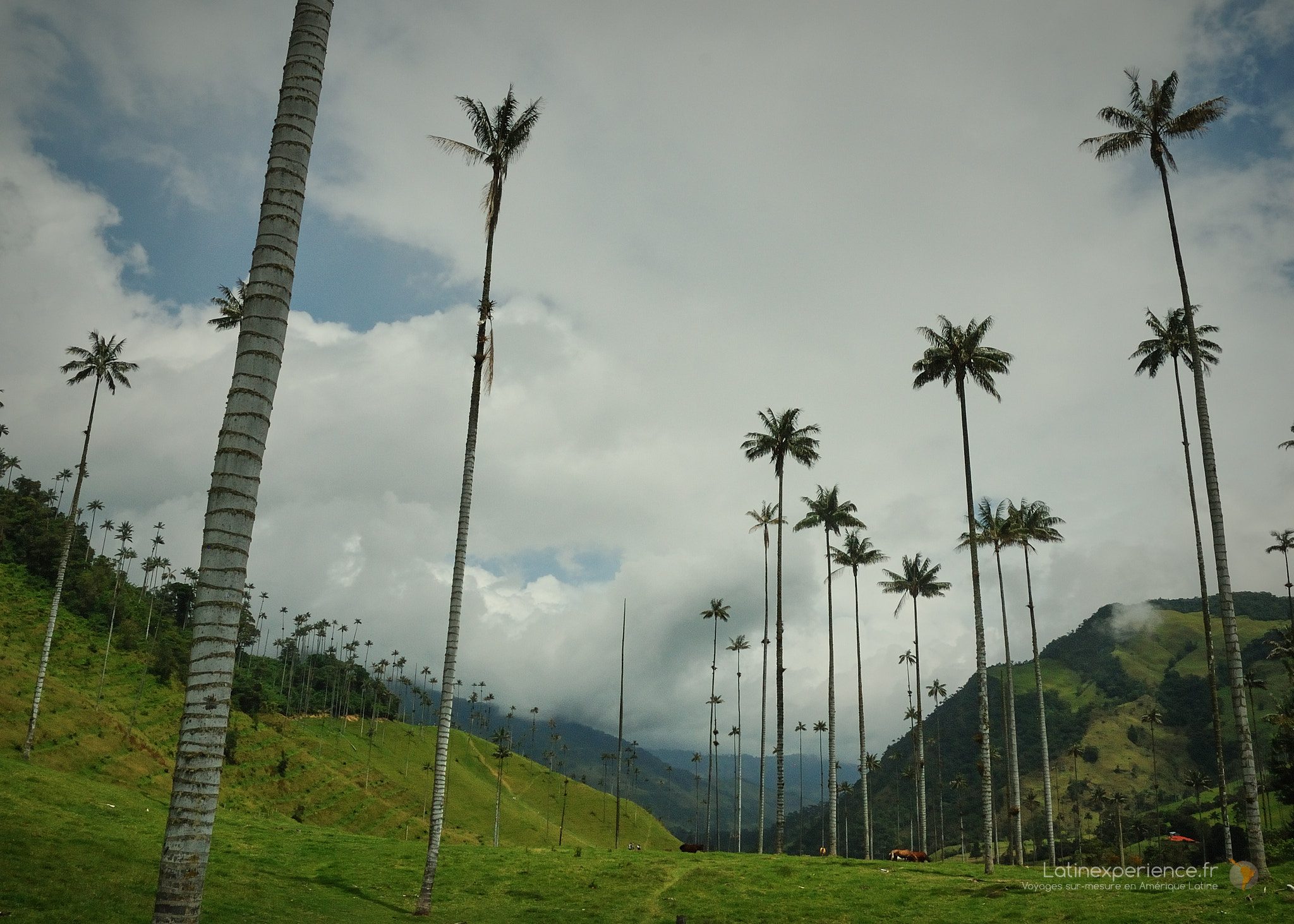 Voyage en famille en Colombie -Valée de Cocora-Latinexperience voyages