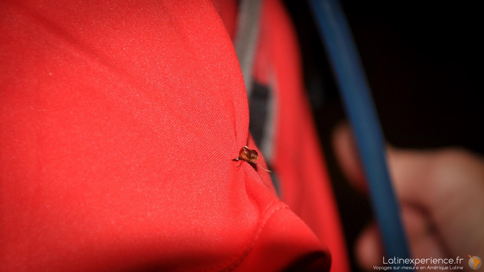 Activité Ccosta Rica - fourmis - Latinexperience voyages