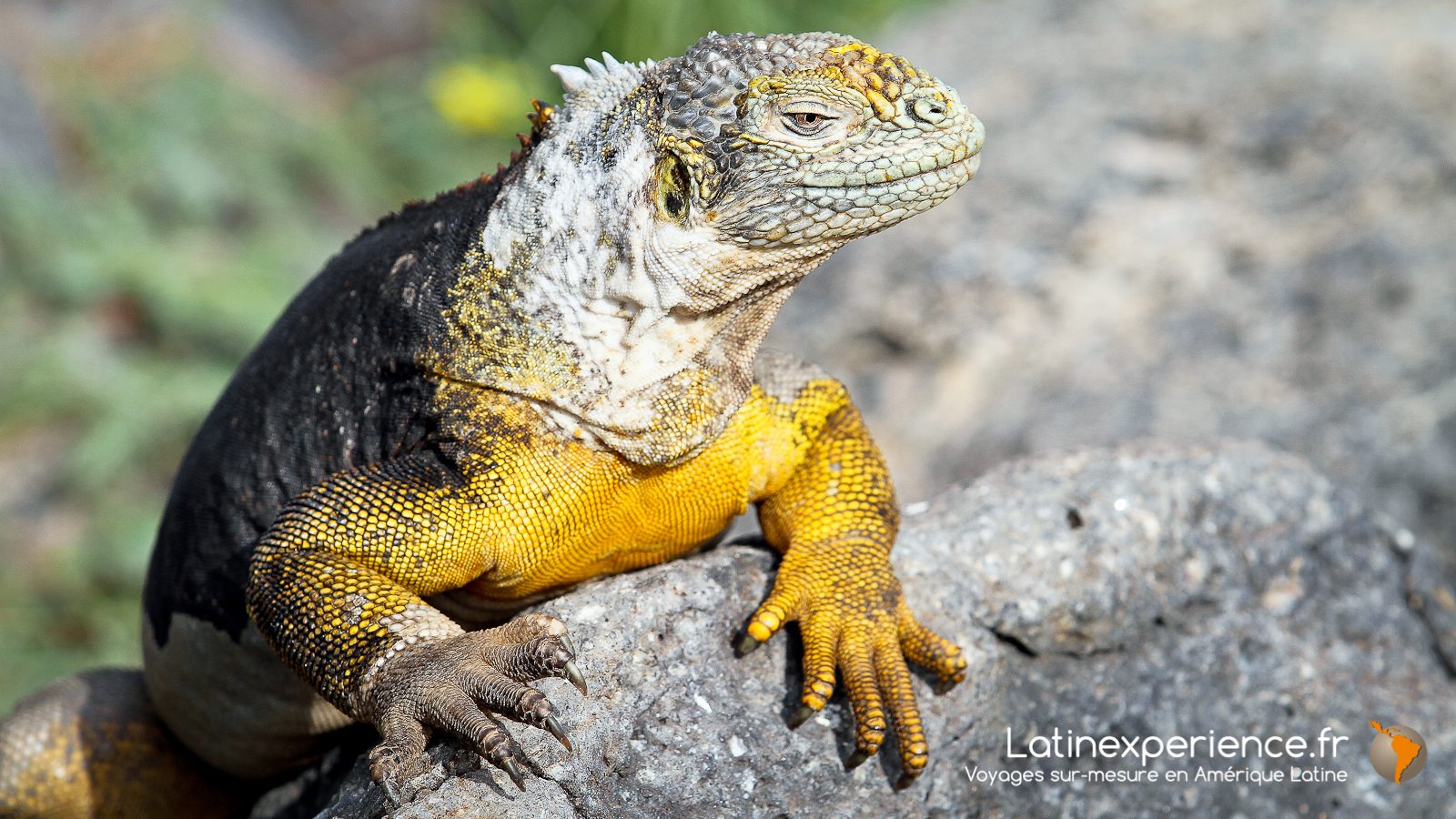 Equateur - Nature - Galapagos - Iguane Latinexperience voyages