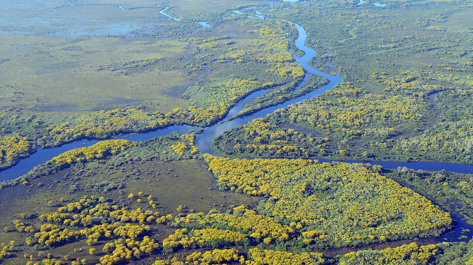 Pantanal brésilien