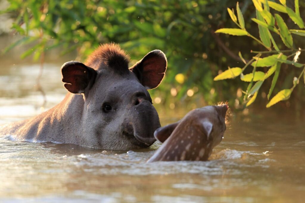 Bresil-Pantanal-Tapir