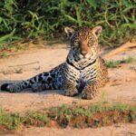 Jaguar de face assis sur un banc de sable dans le Pantanal