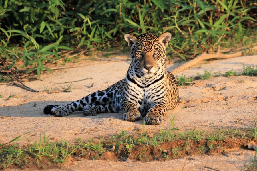 Safaris dans le Pantanal