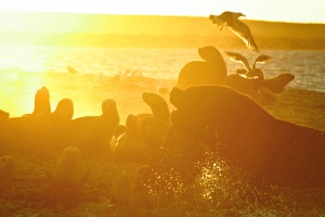 Argentine - Bahia Bustamante - lions de mer