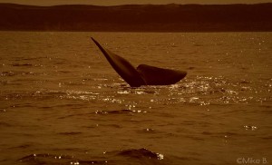 Argentine-Peninsule-Valdes-baleines