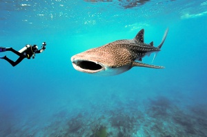 Belize - Plongee - Requin baleine