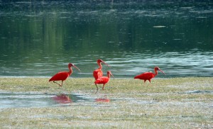 Brésil - Ibis Rouges