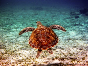 Caraibes - tortue