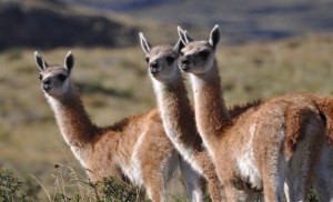 les guanacos de Patagonie