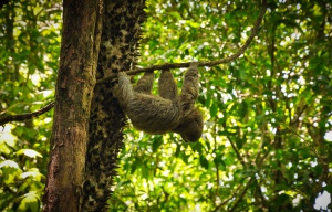 Costa Rica - Paresseux suspendu