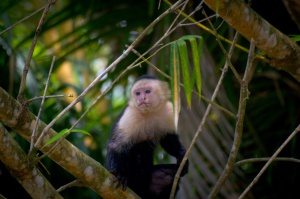 Costa Rica - Peninsule de Osa - singe