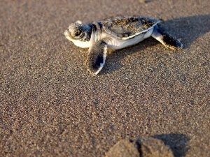 Costa Rica - Tortuguero - Turtle Beach Lodge - ponte des tortues