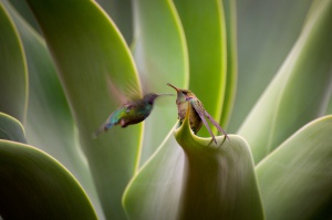 Costa-Rica-colibris