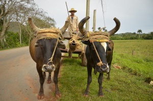 Cuba- Viñales-balade-chars-à-boeufs