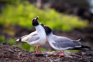 quateur-Galapagos-mouette-queue-d-arondes