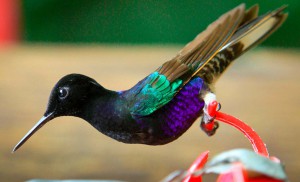 Equateur - Mindo - colibri