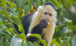 Capucin à face blanche sur le lac Gatun, Panama