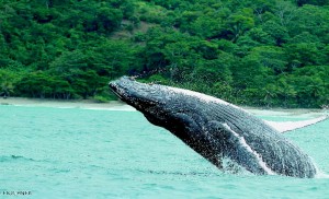 Humpback-Whale-breaching-in-Golfo-Dulce