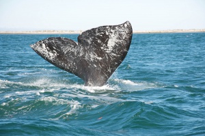 Mexique - Basse Californie - baleine grise