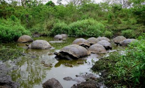 Equateur - îles Galapagos - Pikaia Lodge - Tortues