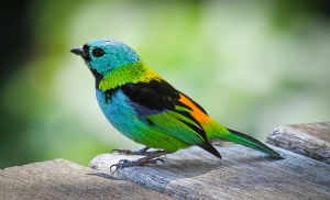 Panama-Darien-Green-headed-tanager