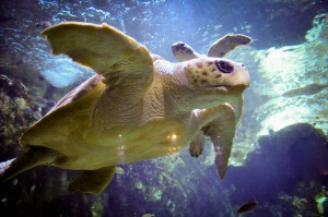 snorkel à Isla del Caño