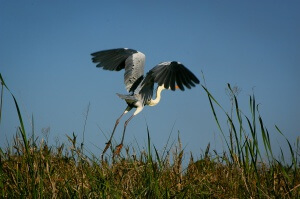 Paraguay - Chaco - aigrette