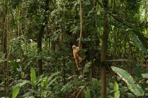 Pérou - Puerto Maldonado - Amazonie