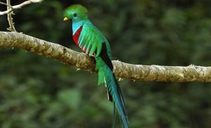 Costa Rica - Suria Lodge - quetzal resplendissant