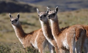 Chili - Patagonie - Guanacos