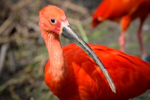 Brésil - Delta de Parnaiba -ibis rouge