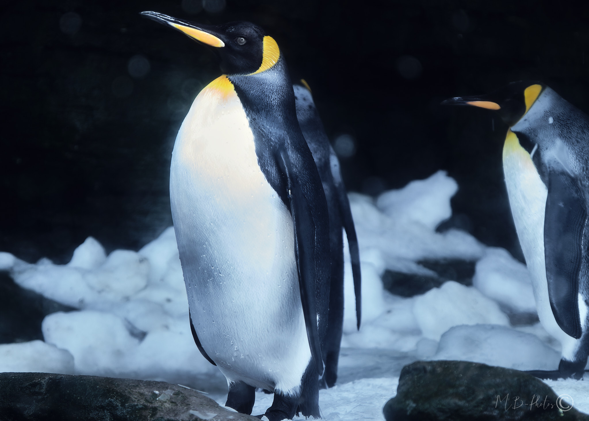 antarctique-faune-manchot Royal-Latinexperience voyages