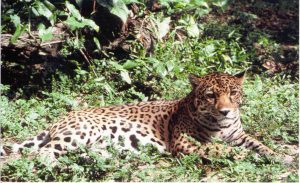 Belize - Selva Maya - Jaguar