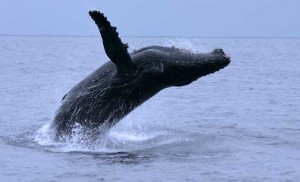 Equateur - Parc national - Machalilla - Baleine