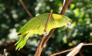 Honduras - Copan - Bird Park