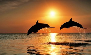 Honduras- dauphins