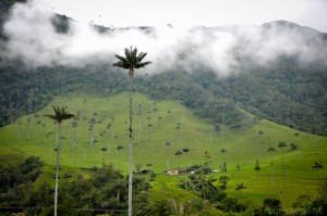 Colombie - Salento - vallee du Cocora - Palmiers de cire - Latinexperience voyages