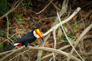 Costa-Rica-Corcovado-toucan-toco