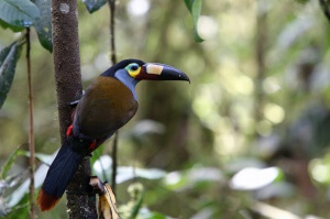Equateur - Amazonie - oiseau