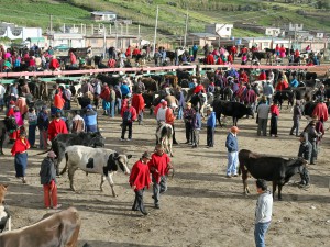 Equateur - Otavalo - marche aux bestiaux - Latinexperience