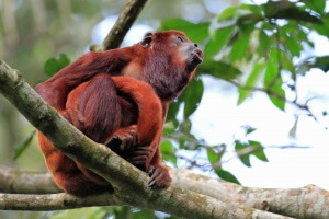 Equateur - Machalilla - singe hurleur