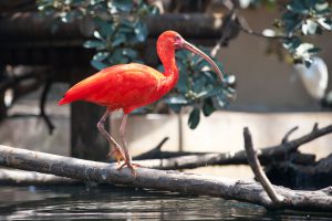 Venezuela-Hato-El-Frio-ibis-rouges