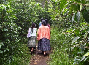 Guatemala - Coban - Plantation de café