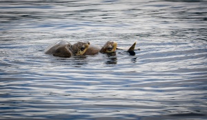 Costa Rica - Tortuguero - Turtle Beach Lodge - ponte des tortues