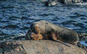Uruguay - Lions de mer - Cabo Polonio - Latinexperience voyages