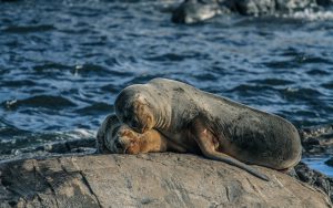 Uruguay - Lions de mer - Cabo Polonio - Latinexperience voyages