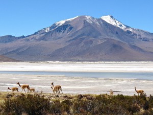 Chili - Parque_Nacional - Volcán Isluga - CC BY-SA 3.0 Wikimedia Commons