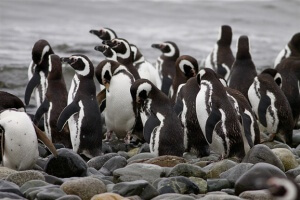 les manchots de l'île Magdalena