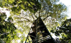 Equateur - Amazonie - Selva Lodge - tour d'observation